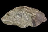 Rough, Agatized Dinosaur Bone ( Ounces) - Colorado #108442-2